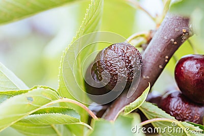 Ruined Cherries on a Tree in Australia Stock Photo