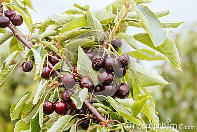 Ruined Cherries on a Tree in Australia Stock Photo