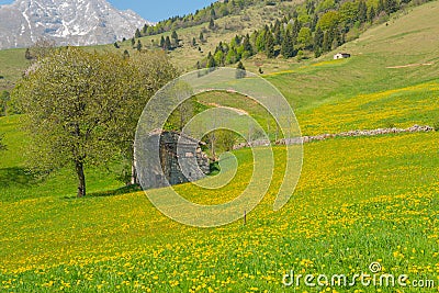 Ruined cottage surrounded Stock Photo