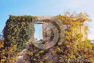 Ruined home. Wall of abandoned house overgrown with ivy Stock Photo