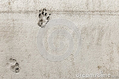 Ruined Repair work. Relationship human and pet. Cat or dog footprints on a uncured concrete. Naughty animal. Funny Stock Photo