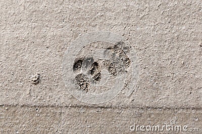 Ruined Repair work. Relationship human and pet. Cat or dog footprints on a uncured concrete. Naughty animal. Funny Stock Photo