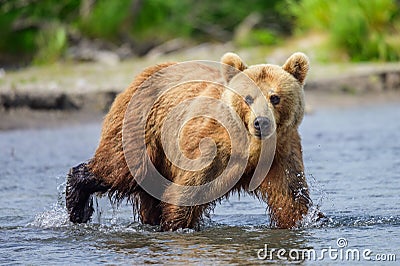 Ruling the landscape, brown bears of Kamchatka. Stock Photo