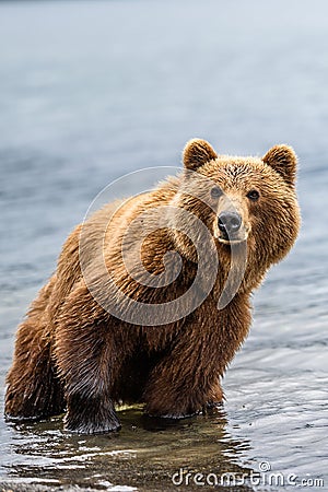 Ruling the landscape, brown bears of Kamchatka Stock Photo