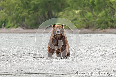 Ruling the landscape, brown bears of Kamchatka Stock Photo