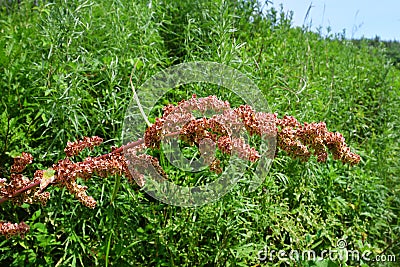 Rumex crispus L. family Polygonaceae. Curly sorrel in the bay of Akhlestyshev on the island of Russian. Russia, Vladivostok, Pr Stock Photo