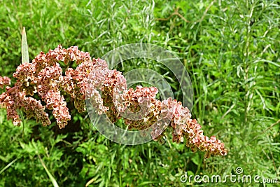 Rumex crispus L. family Polygonaceae. Curly sorrel in the bay of Akhlestyshev on the island of Russian. Russia, Vladivostok, Pr Stock Photo