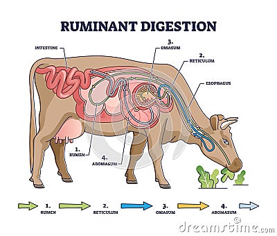 Ruminant digestion system with inner digestive structure outline diagram Vector Illustration