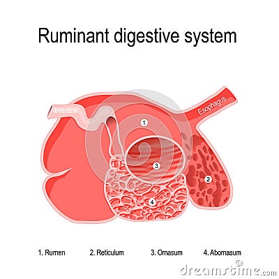 Ruminant digestive system. four compartments of Ruminants` stomach Vector Illustration