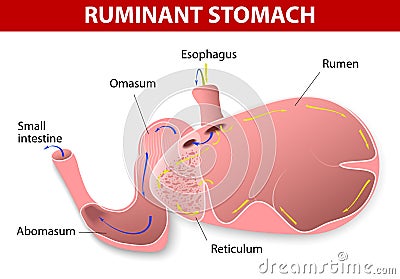 Ruminant stomach Vector Illustration