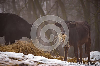 Ruminantia bovidae domestic animals at the farm on a foggy day. Two black cows a bull and a female grazing hay outside Stock Photo