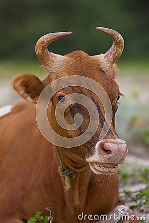 Rumination cow Stock Photo