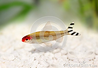 Rummy-nose Tetra Hemigrammus rhodostomus bleheri Stock Photo