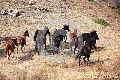 Runaway horses Stock Photo