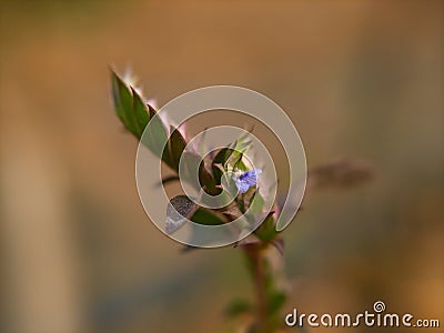 Rungina pectinata or comb flower Stock Photo
