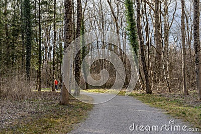 Runner on gravel path in riparian woodland in springtime Stock Photo