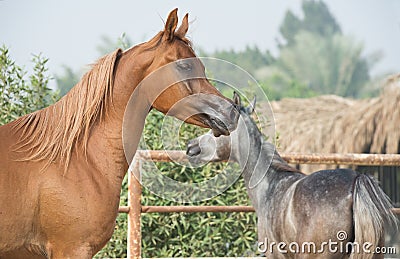 Running arabian horses in the paddock Stock Photo