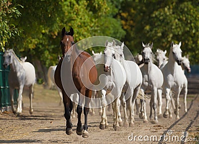 Running arabian horses Stock Photo