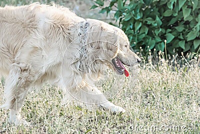 Running big dog Golden retriever outdooor at sunner day. Family dog. Stock Photo