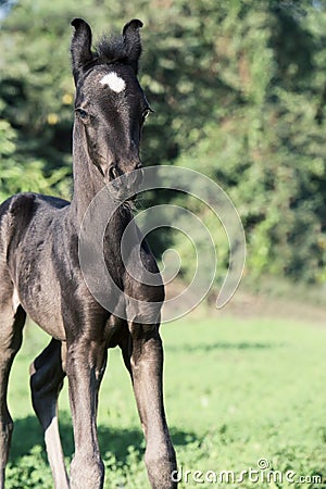 Running black Marwari foal Stock Photo