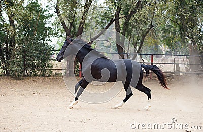 Running black Marwari stallion in paddock. India Stock Photo