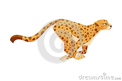 Running Cheetah as African Large Cat with Long Tail and Black Spots on Coat Vector Illustration Vector Illustration