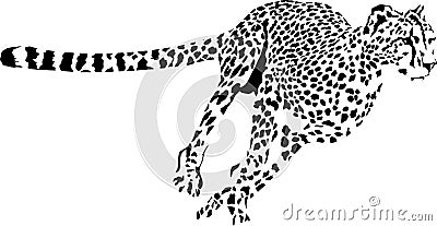 running cheetah Vector Illustration