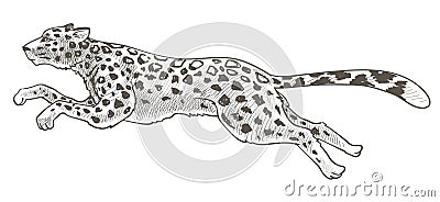 Running cheetah or leopard animal in motion vector Vector Illustration