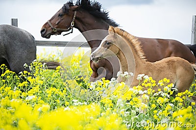 Running chestnut foal with herd in yellow flowers blossom paddock Stock Photo