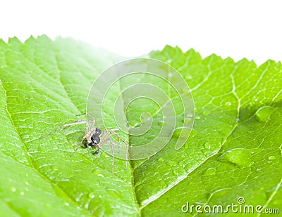 Running crab spider Philodromus dispar Stock Photo