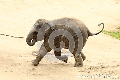 Running cub of Indian elephant Editorial Stock Photo