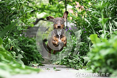 Running Dachshund Stock Photo