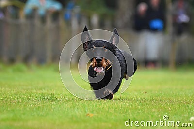 Running dachshund Stock Photo