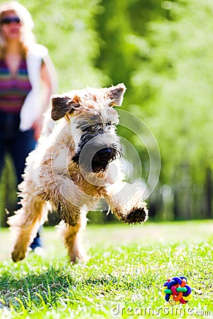 Running dog catch ball Stock Photo