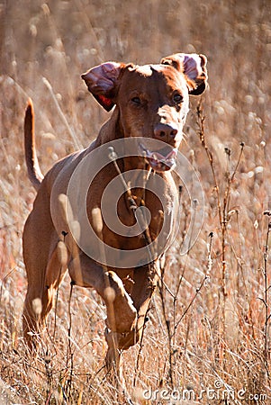 Running dog Stock Photo