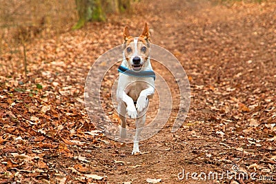 Directly running dog Jack Russell Terrier with collar in leafy forest in autumn Stock Photo