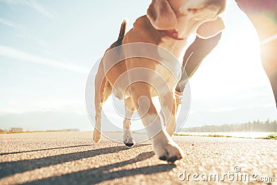 Running dog paws and man legs close up image Stock Photo