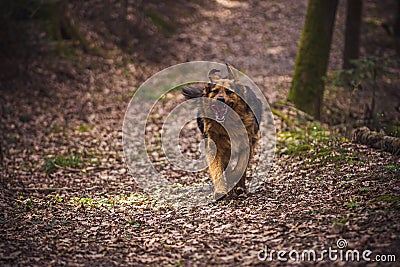 Running dog portrait in the woods Stock Photo