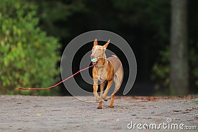 Running dog Stock Photo