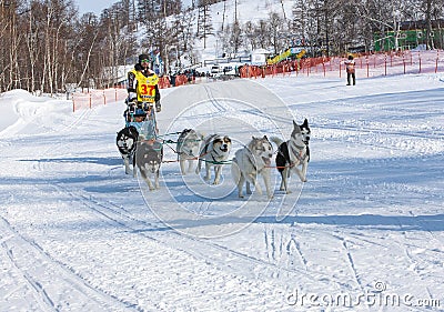 Running dog sledge team Kamchatka musher Editorial Stock Photo