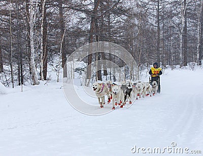 Running dog sledge team Kamchatka musher Editorial Stock Photo