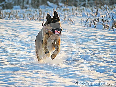 Running dog on snow Stock Photo