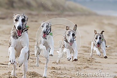 Running dogs Stock Photo