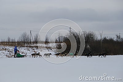 Running with dogs for endurance and long distance competitions. January 24, 2023 Moscow Russia. Male athlete on sledge with team Editorial Stock Photo