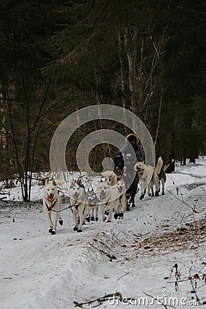 Running with dogs for endurance and long distance competitions. January 24, 2023 Moscow Russia. Musher man on sled with Editorial Stock Photo