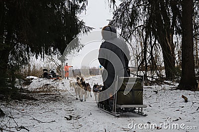 Running with dogs for endurance and long distance competitions. January 24, 2023 Moscow Russia. Musher man on sled with Editorial Stock Photo