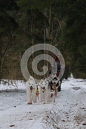 Running with dogs for endurance and long distance competitions. January 24, 2023 Moscow Russia. Musher woman runs with Editorial Stock Photo