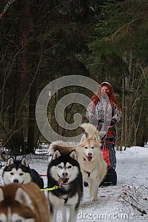 Running with dogs for endurance and long distance competitions. January 24, 2023 Moscow Russia. Musher woman runs with Editorial Stock Photo