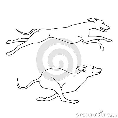 Running dogs whippet breed, two poses Vector Illustration