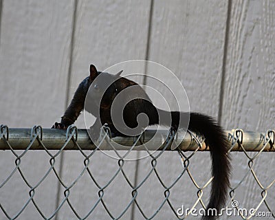 Running the fence Stock Photo